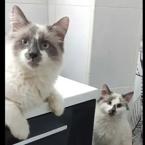 Ankor Et Azuelo photo 3