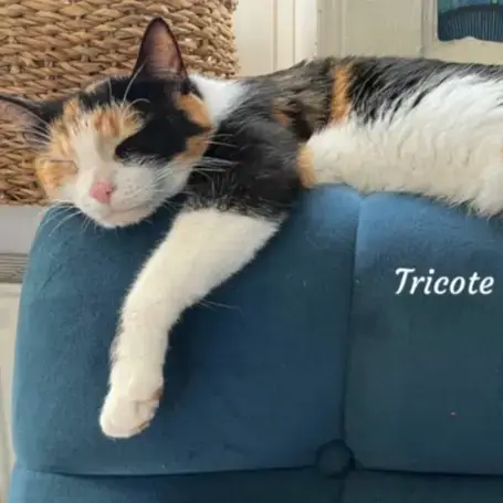 Tricote photo 3