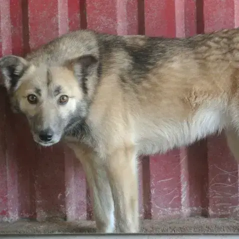 Wolfie photo 3
