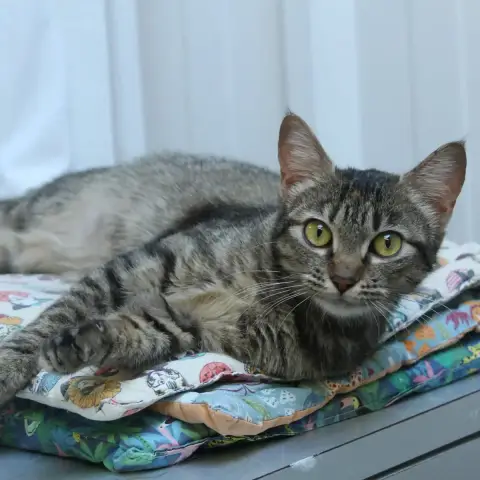 Kaya