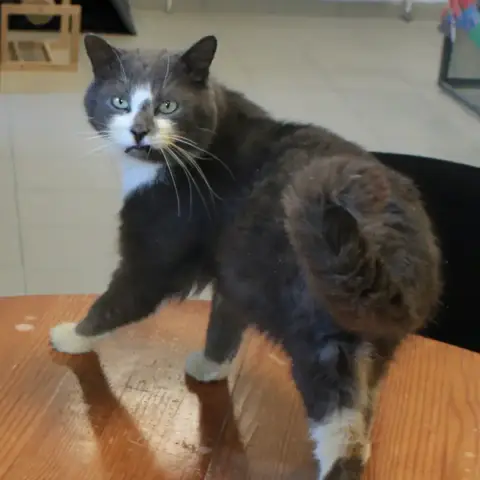 Socks