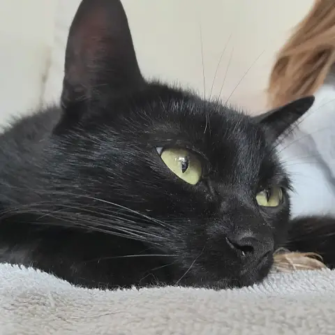Nyxie