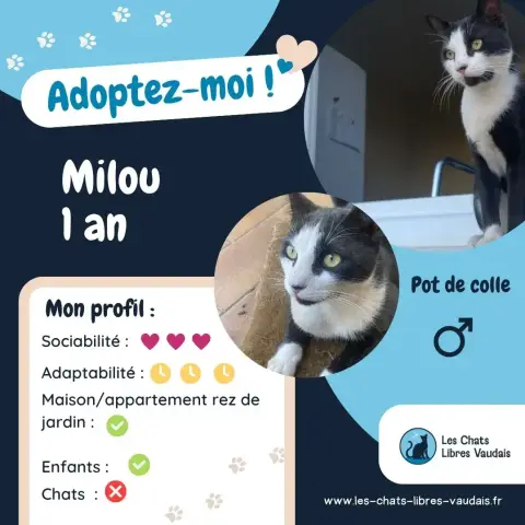Milou photo 3