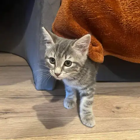 Nala photo 2