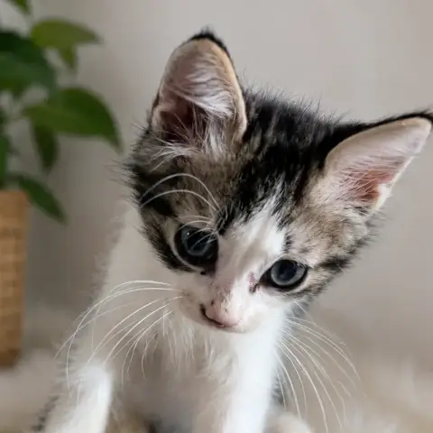 Babouche photo 2