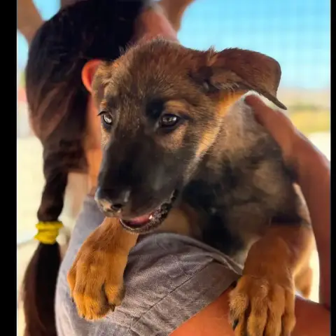 Scout
