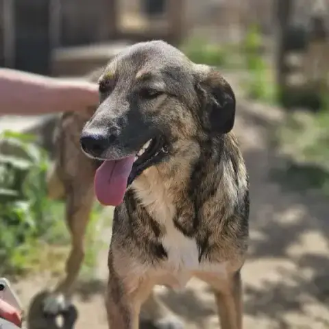 Simba