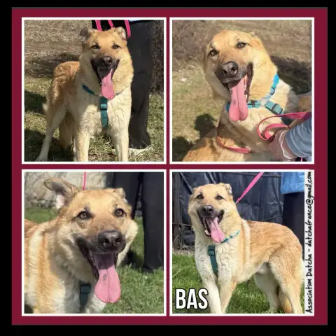 Bas