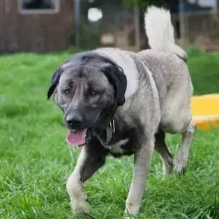 Rocco photo 2