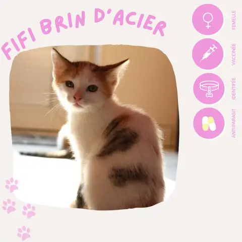 Fifi Brin D'Acier