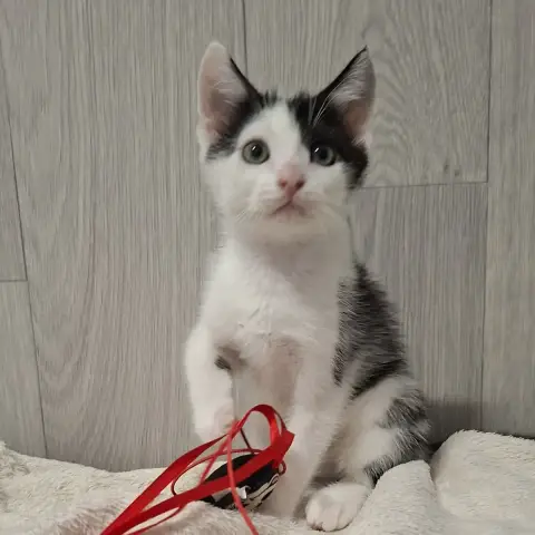 Buddy