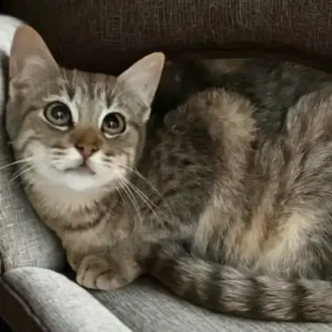 Nino