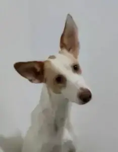 Molly photo 2