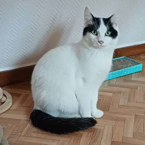 Yakou
