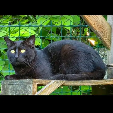 Blacky
