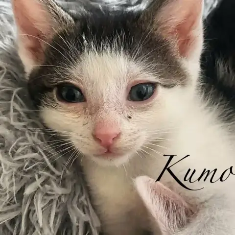 Kumo