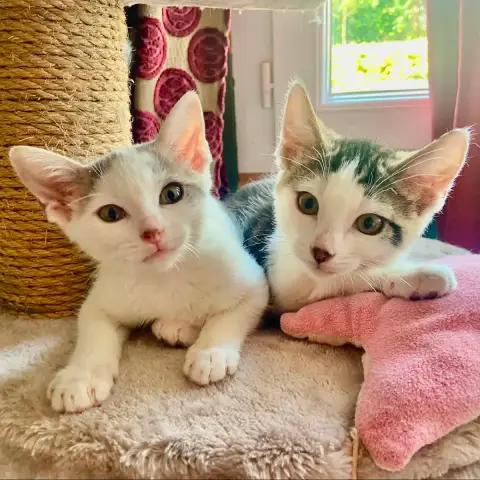 Tomtom Et Valia