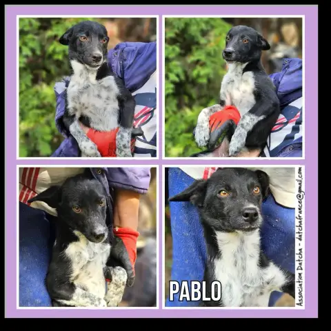 Pablo