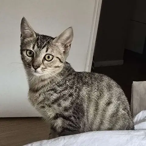 Akemi