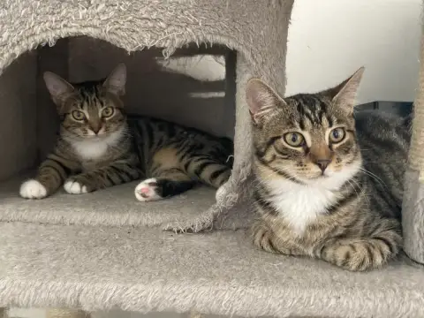 Loulou Et Bella