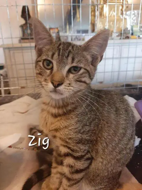 Zig photo 2