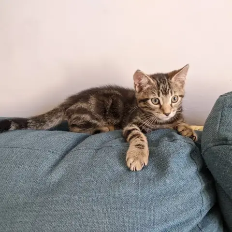 Azad