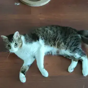 Bernard photo 2