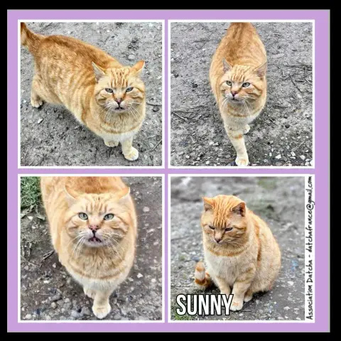 Sunny