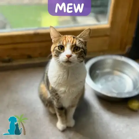 Mew