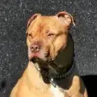 Nala photo 2