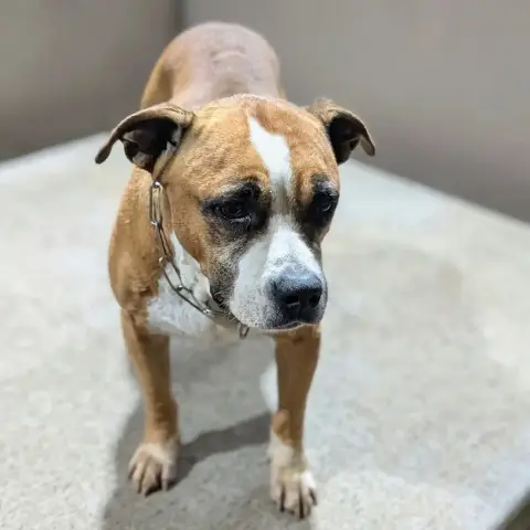 Nala Vii photo 2