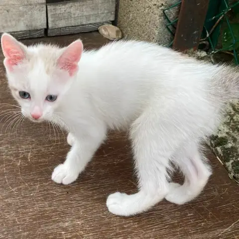 Benji