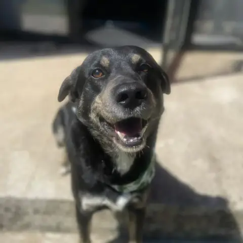 Piki photo 2