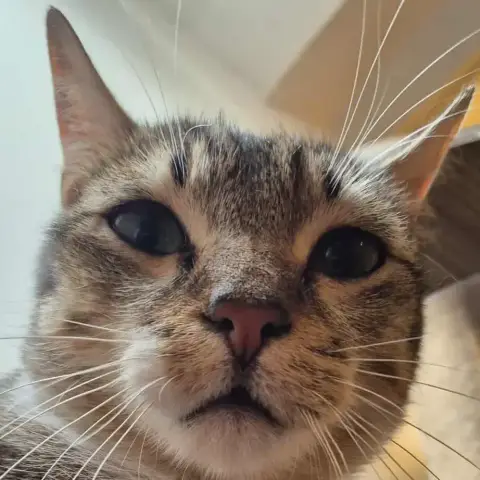 Rafiki