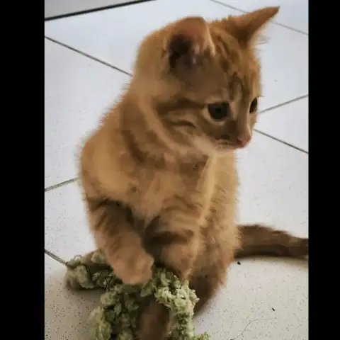Aby