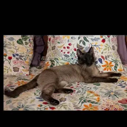 Bandit photo 2