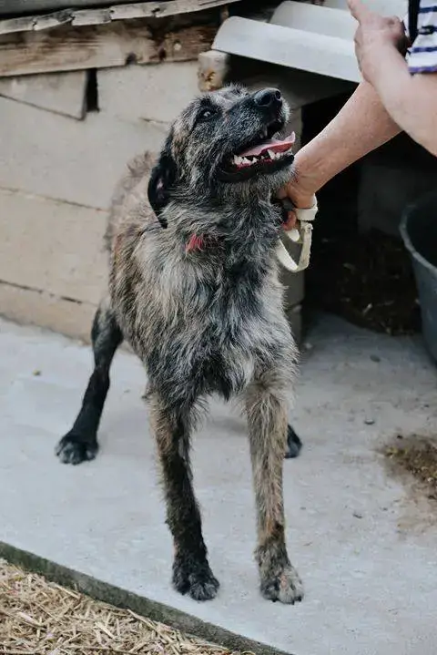 Pongo photo 2