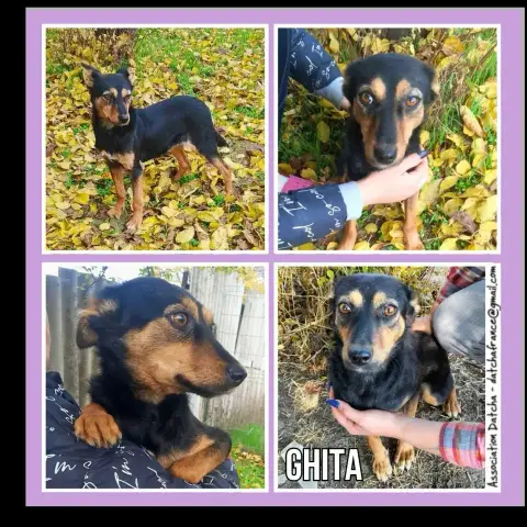 Ghita