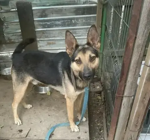 Maxi