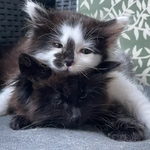 Fleur & Capucine