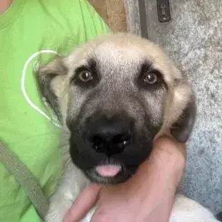 Simba