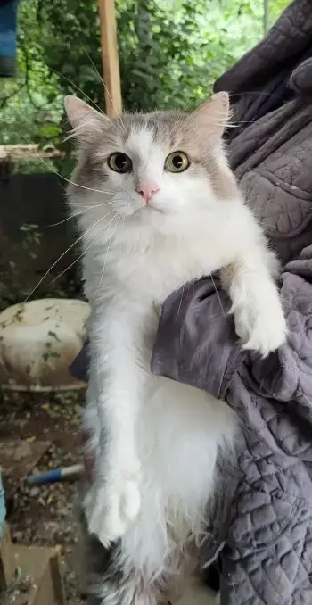 Minet