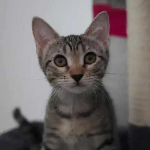 Bobette