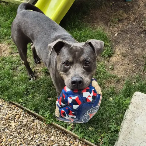 Falco photo 3