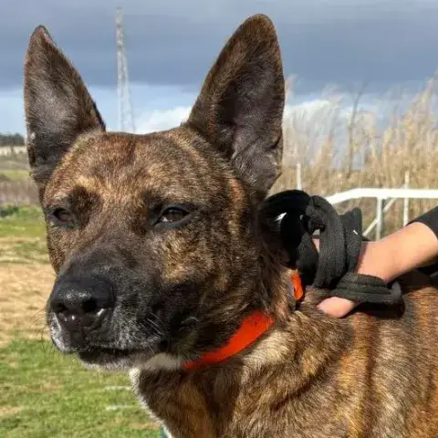 Adopter Flinn