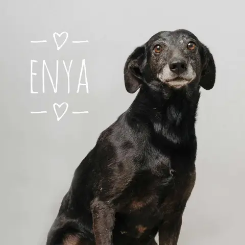 Enya