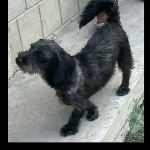 Pepito