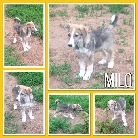 Milo