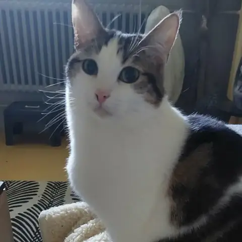 Zéphir