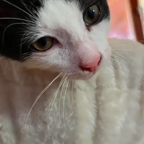 Bilbo photo 3